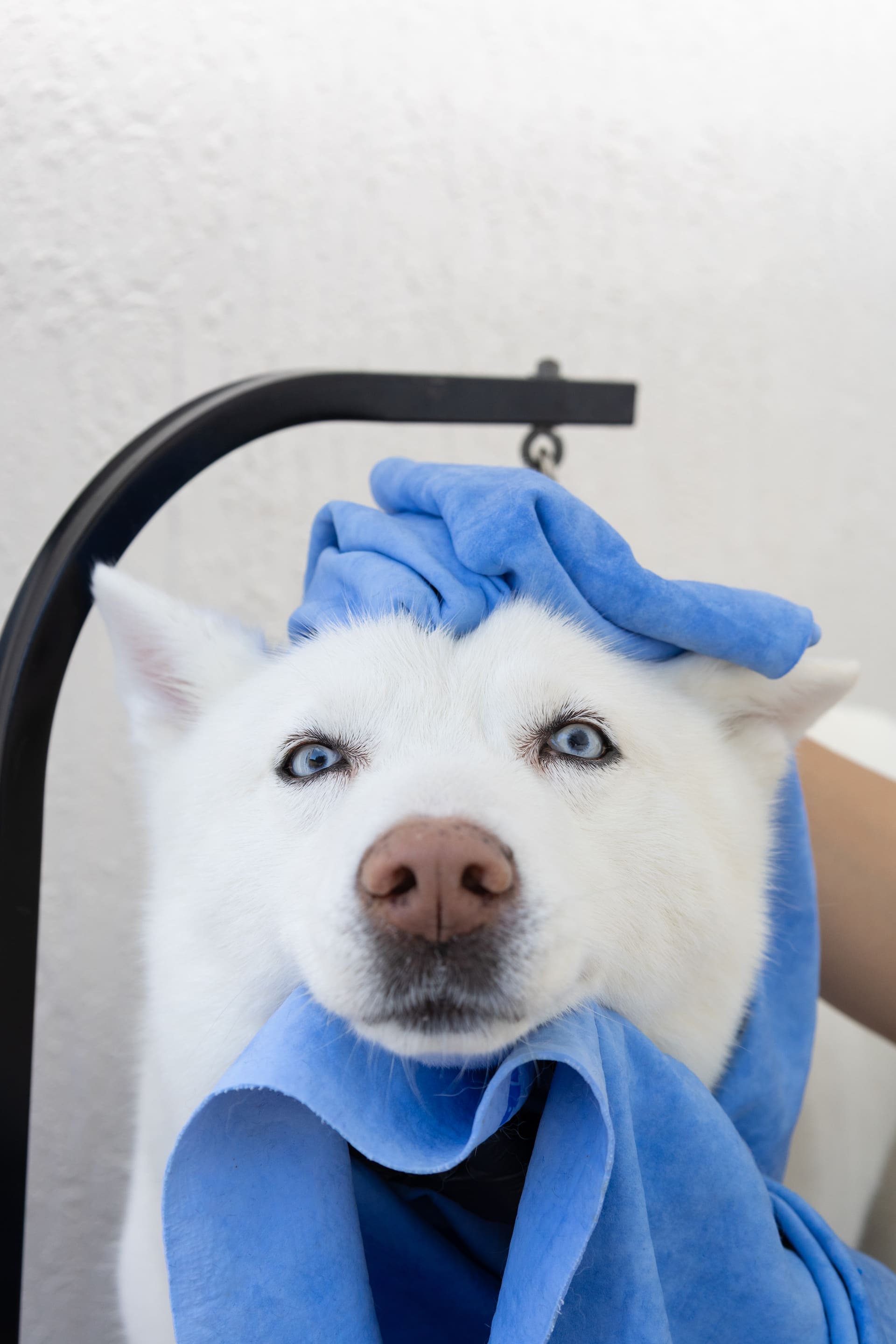 Husky blanco envuelto en una toalla celeste después del baño.